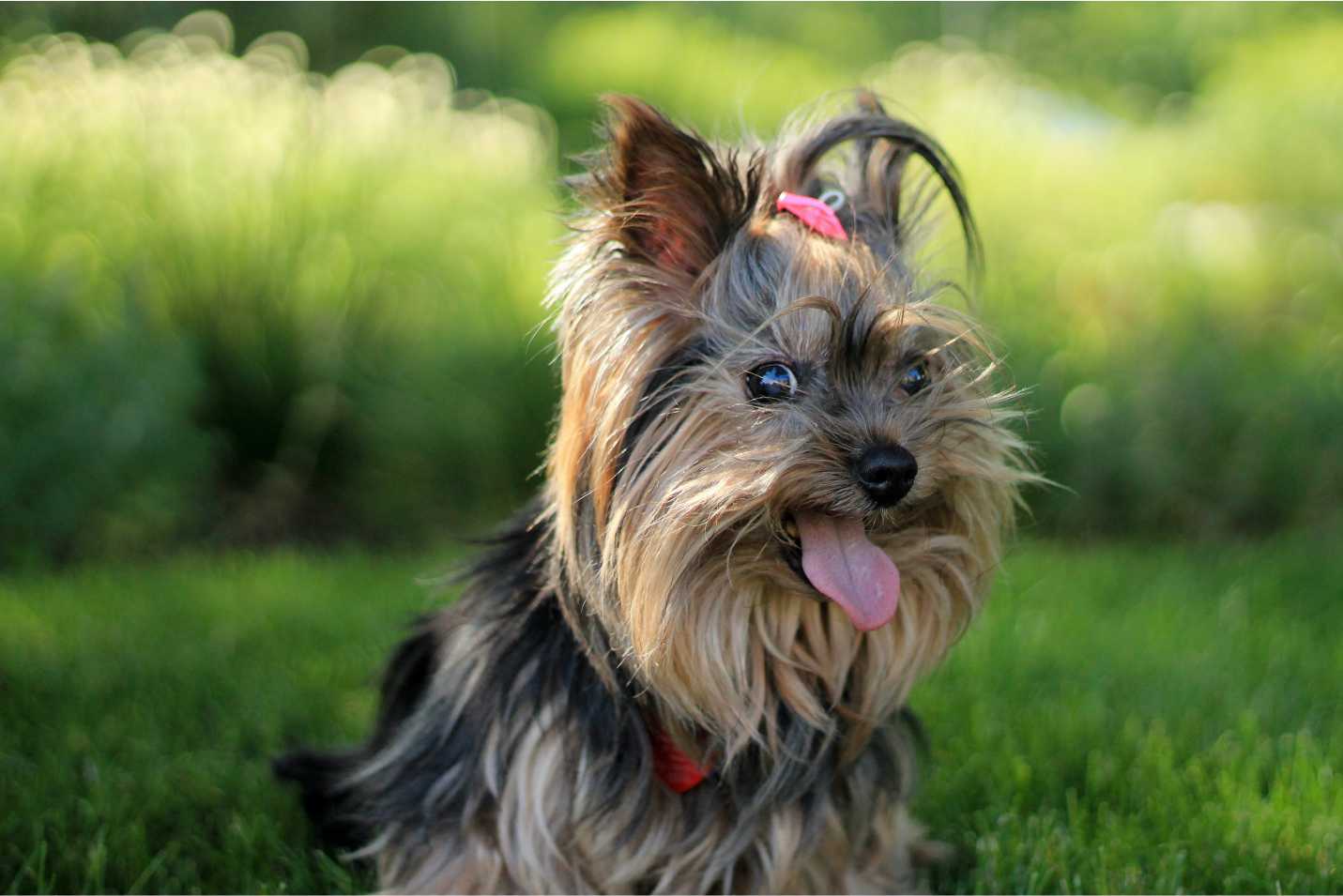 Raza de perro Yorkshire Terrier Koala Mascotas Koala Mascotas